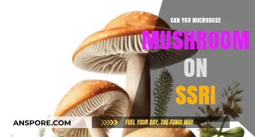 Microdosing Mushrooms on SSRIs: Risks, Benefits, and What to Know