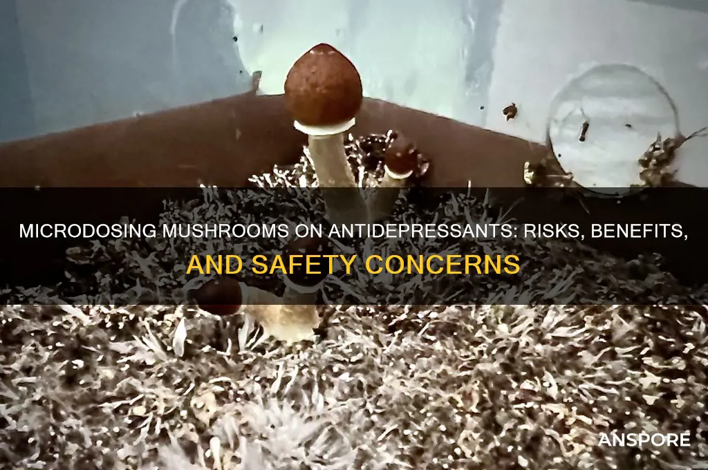 can you microdose mushrooms while on antidepressants