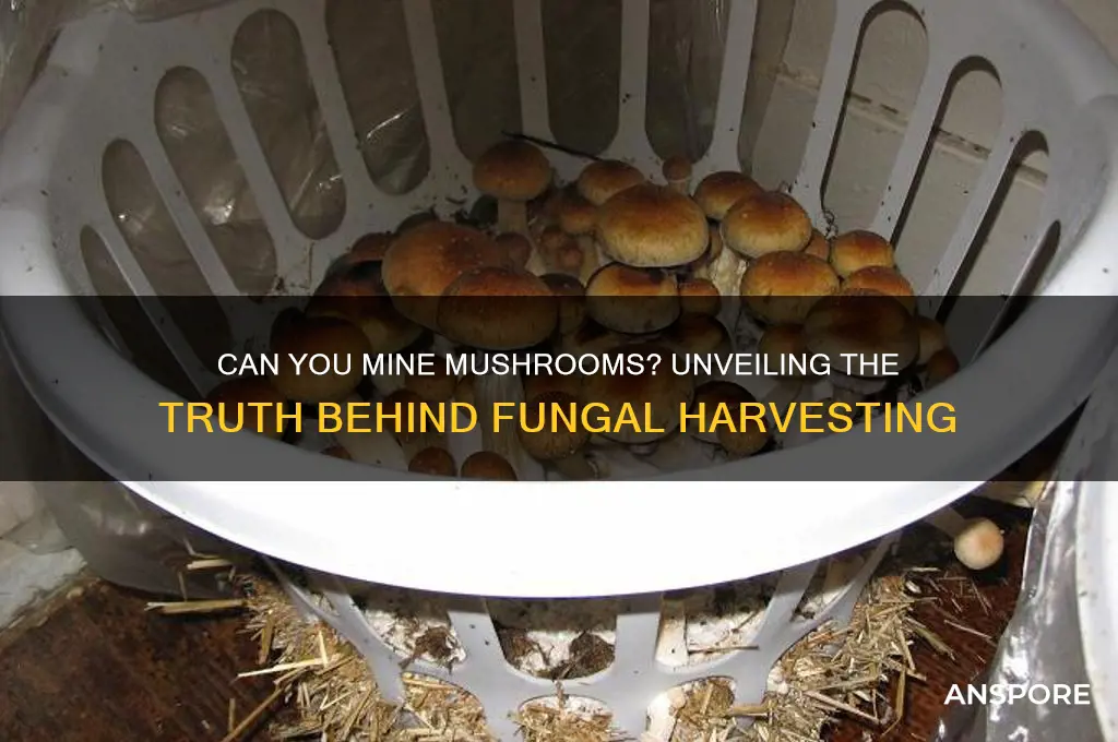 can you mine mushrooms