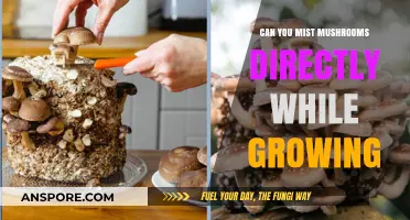 Direct Misting Mushrooms: Benefits, Risks, and Best Practices for Growth