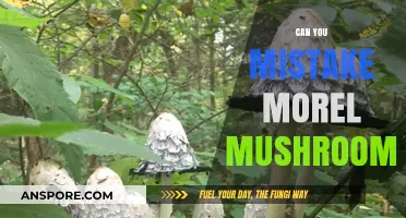 Mistaking Morel Mushrooms: A Forager's Guide to Avoiding Deadly Lookalikes