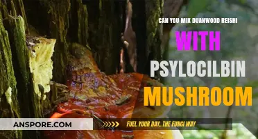 Mixing Duanwood Reishi and Psilocybin Mushrooms: Benefits, Risks, and Safety