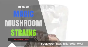 Mixing Magic Mushroom Strains: Benefits, Risks, and Best Practices