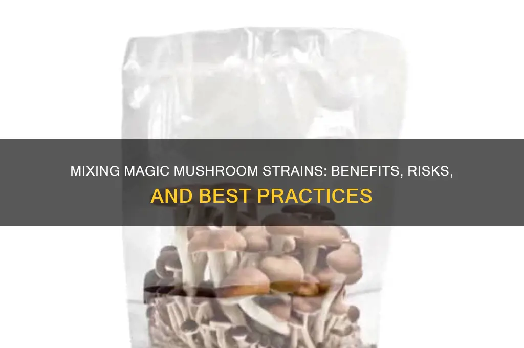can you mix magic mushroom strains