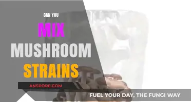 Mixing Mushroom Strains: Benefits, Risks, and Best Practices Explained