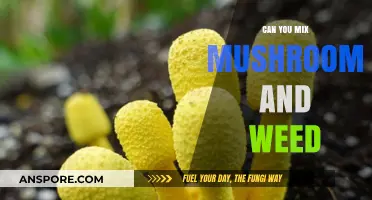 Mixing Mushrooms and Weed: Risks, Effects, and Safety Tips