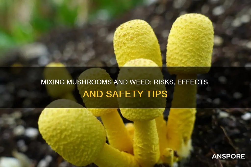 can you mix mushrooms and weed