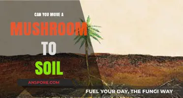 Moving Mushrooms to Soil: Tips for Successful Transplantation