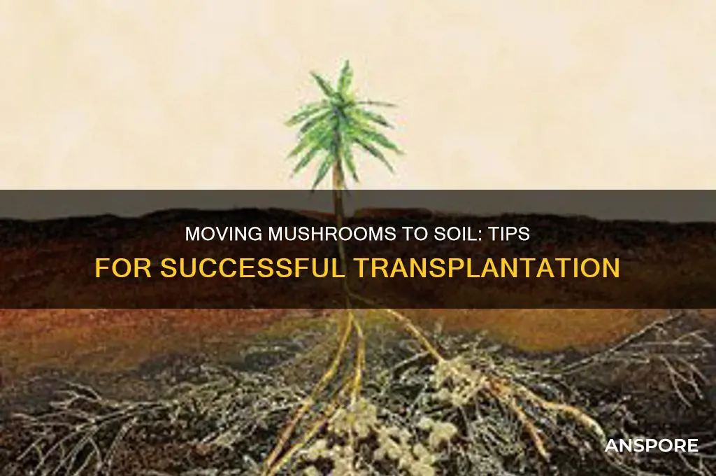 can you move a mushroom to soil