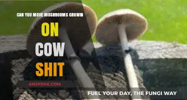 Moving Mushrooms Growing on Cow Manure: Tips and Best Practices