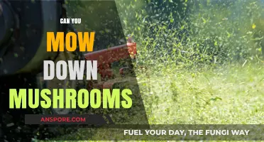 Mowing Mushrooms: Safe Practices and Garden Maintenance Tips