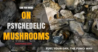 Mowing on Mushrooms: Exploring the Risks of Psychedelic Yard Work