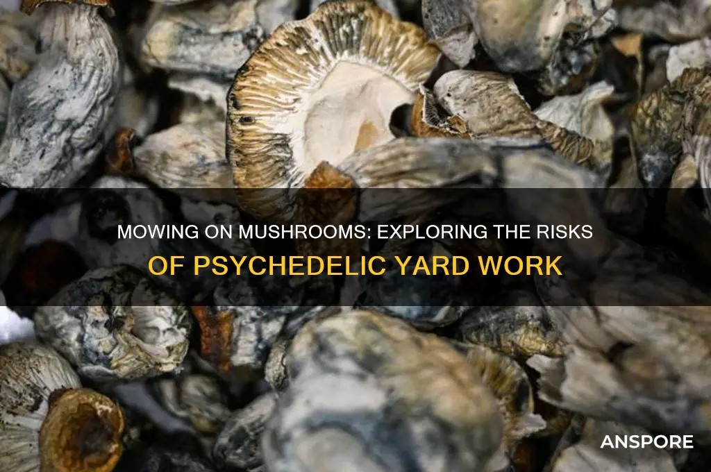 can you mow on psychedelic mushrooms