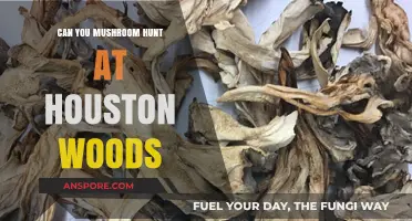 Exploring Houston Woods: A Guide to Safe Mushroom Hunting Adventures