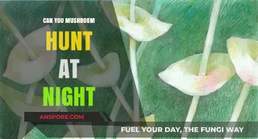 Nighttime Mushroom Hunting: Tips, Safety, and Best Practices for Foragers