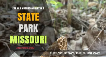Mushroom Hunting in Missouri State Parks: Rules, Tips, and Safety