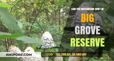 Exploring Big Grove Reserve: A Guide to Mushroom Hunting Safely