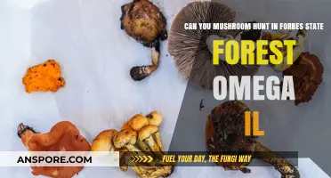 Exploring Forbes State Forest Omega IL: A Guide to Mushroom Hunting