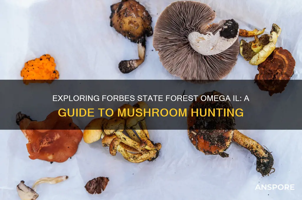 can you mushroom hunt in forbes state forest omega il