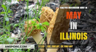 May Mushroom Hunting in Illinois: Tips, Safety, and Best Spots