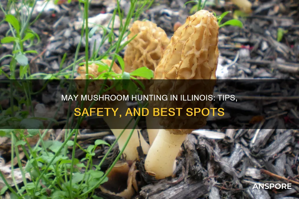 can you mushroom hunt in may in illinois