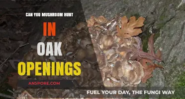 Exploring Oak Openings: A Guide to Mushroom Hunting in the Region