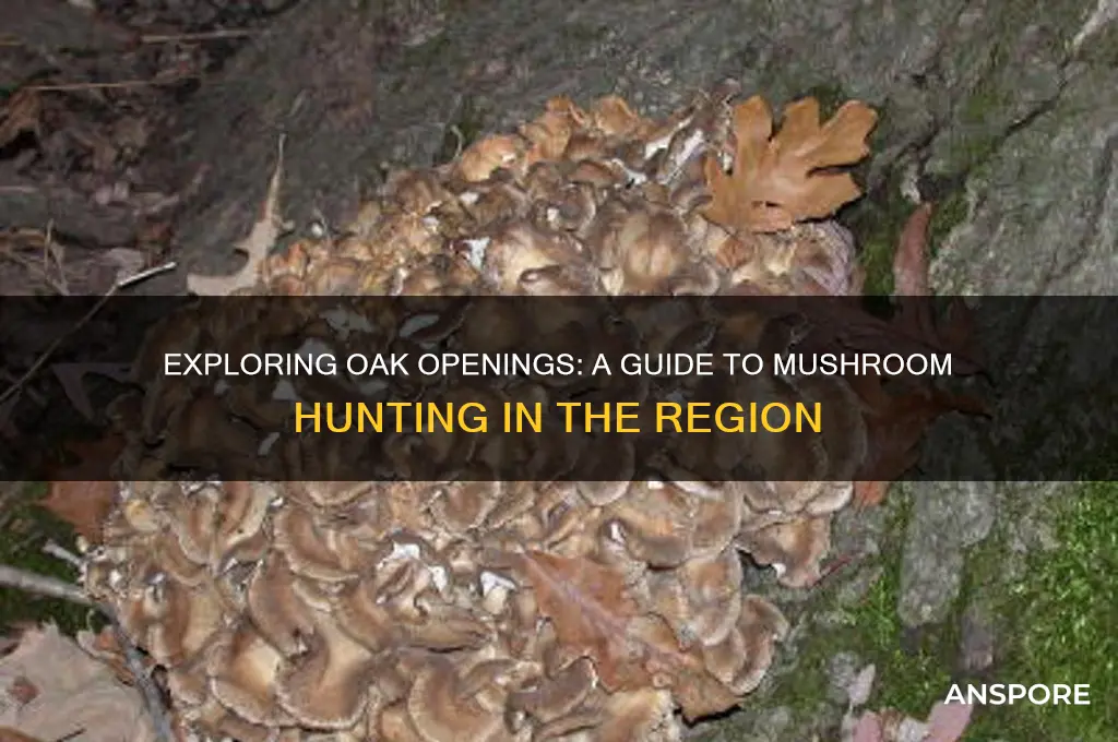 can you mushroom hunt in oak openings