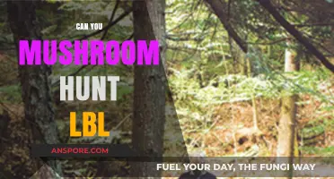 Mushroom Hunting in LBL: Tips, Safety, and Best Spots to Explore