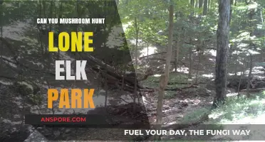 Mushroom Hunting in Lone Elk Park: Tips, Safety, and Best Spots