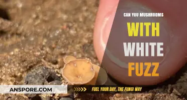Identifying Safe Mushrooms: Understanding White Fuzz and Its Implications
