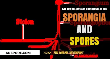 Exploring Sporangia and Spores: Unveiling Distinctive Features and Variations