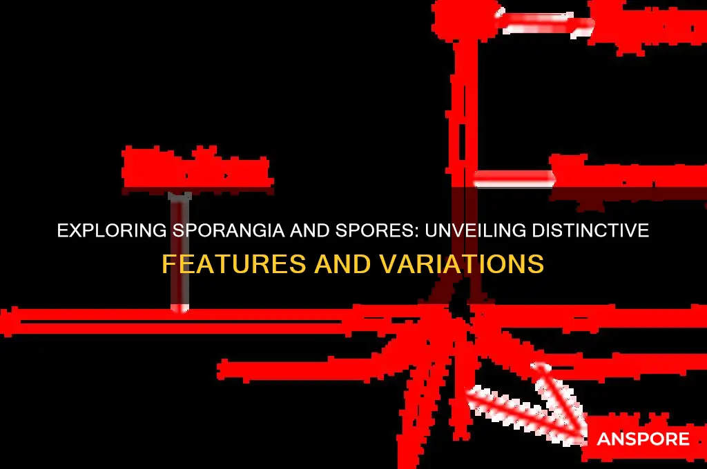 can you observe any differences in the sporangia and spores