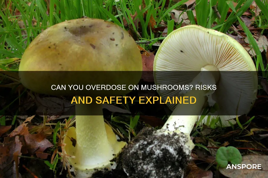can you od off mushrooms