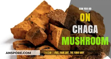 Chaga Mushroom Overdose: Debunking Myths and Understanding Safe Consumption