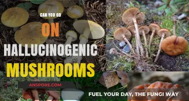 Hallucinogenic Mushrooms Overdose: Risks, Symptoms, and Safety Precautions