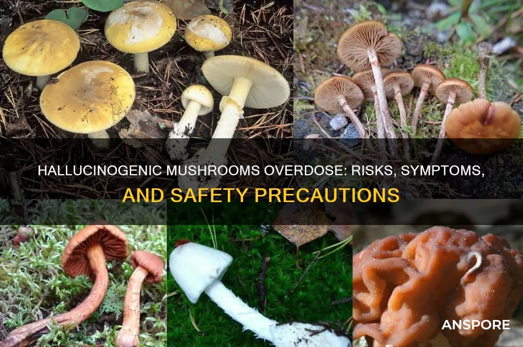can you od on hallucinogenic mushrooms
