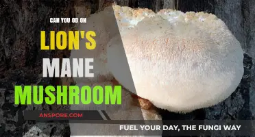 Lion's Mane Mushroom Overdose: Risks, Safety, and Proper Dosage Explained