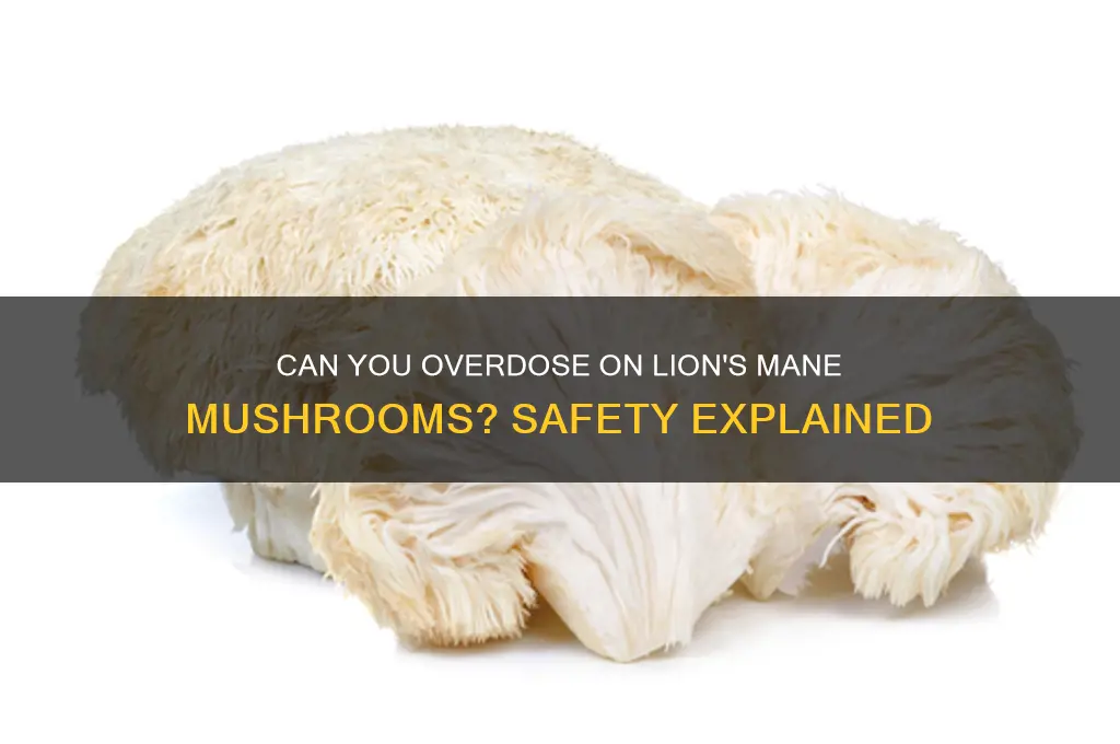 can you od on lions mane mushrooms