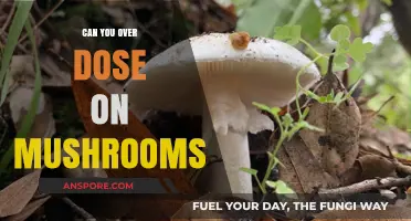 Mushroom Overdose: Understanding the Risks and Realities of Psilocybin