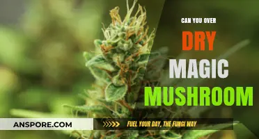 Over-Drying Magic Mushrooms: Risks, Effects, and Preservation Tips