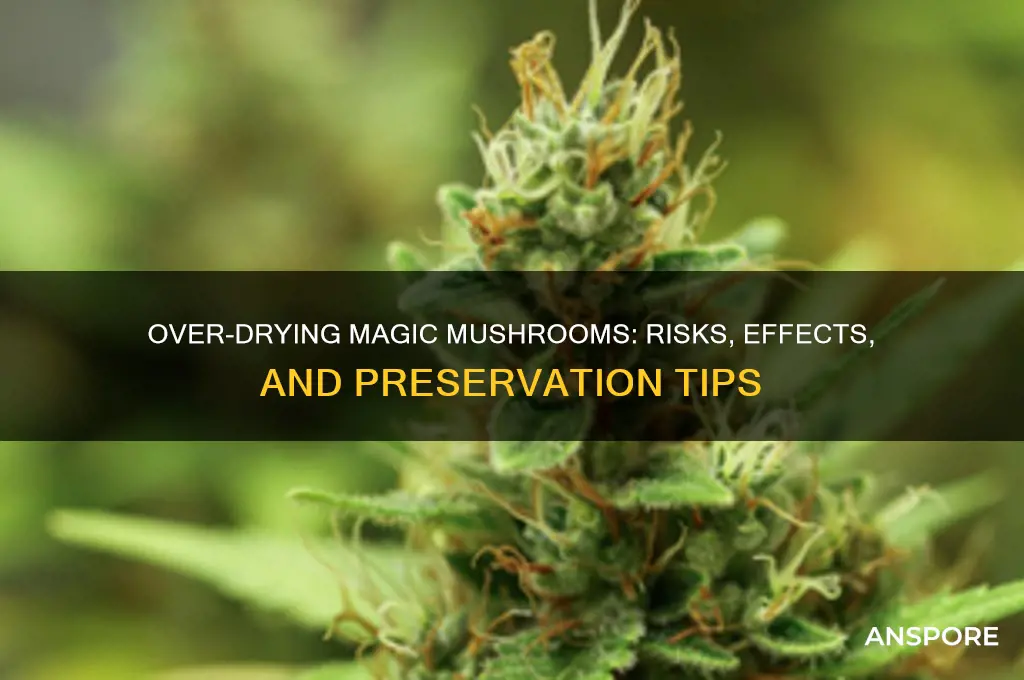can you over dry magic mushrooms