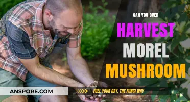 Overharvesting Morel Mushrooms: Risks, Sustainability, and Ethical Foraging Practices