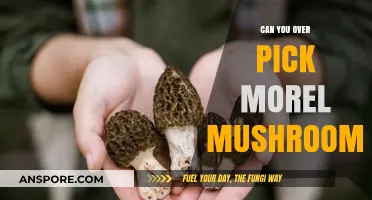 Overpicking Morel Mushrooms: Balancing Harvest and Forest Sustainability