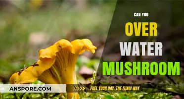Overwatering Mushrooms: Risks, Signs, and Proper Hydration Tips