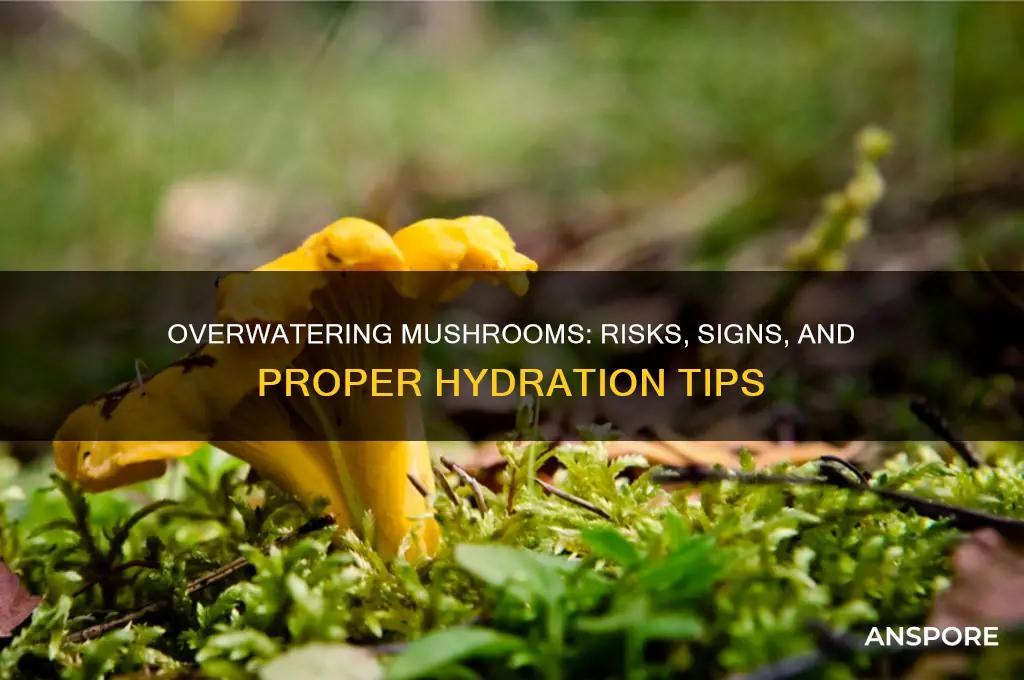 can you over water mushrooms