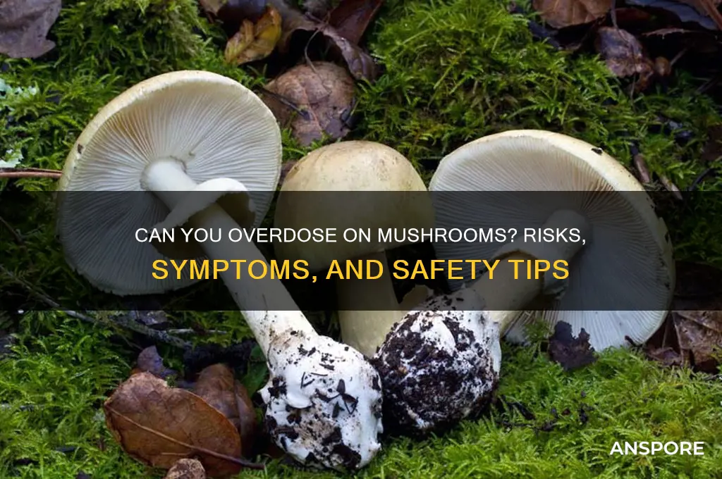 can you overdoes on mushroom