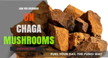 Chaga Mushroom Overdose: Separating Fact from Fiction for Safe Consumption