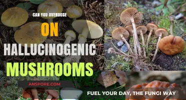 Hallucinogenic Mushrooms Overdose: Risks, Symptoms, and Safety Precautions