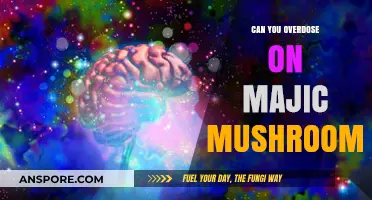 Magic Mushrooms Overdose: Risks, Symptoms, and Safety Precautions Explained