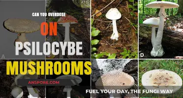 Psilocybe Mushrooms Overdose: Risks, Symptoms, and Safety Precautions